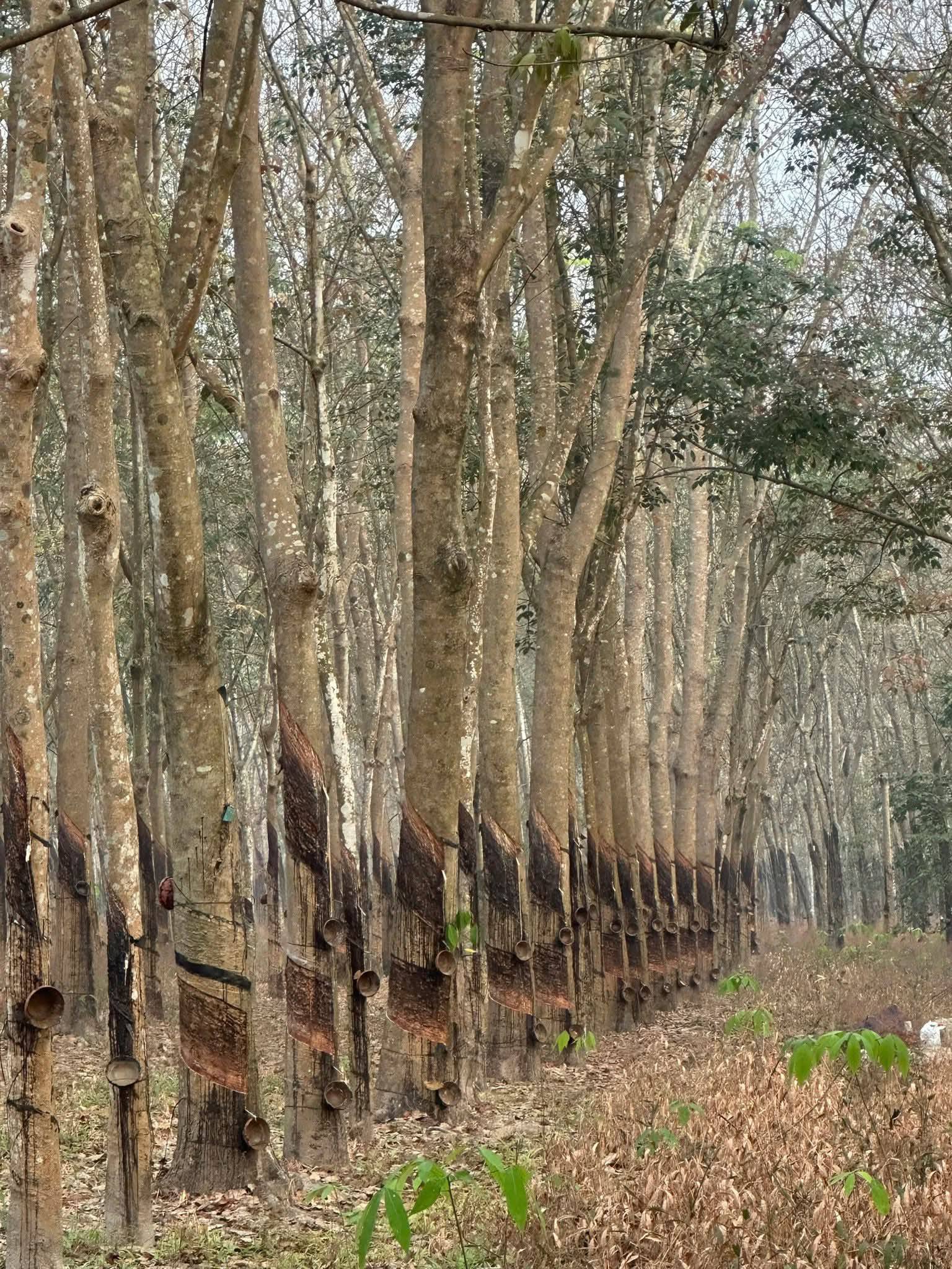 dat-cao-su-4-5-xao-duong-dh508-binh-duong
